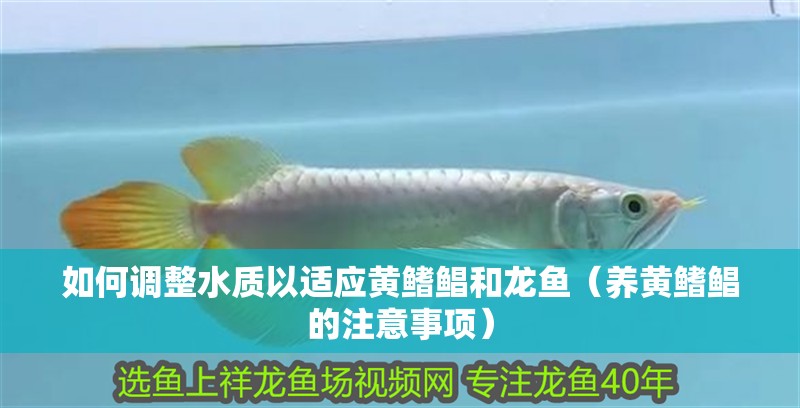 如何調整水質以適應黃鰭鯧和龍魚（養黃鰭鯧的注意事項）
