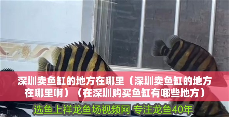 深圳賣(mài)魚(yú)缸的地方在哪里（深圳賣(mài)魚(yú)缸的地方在哪里啊）（在深圳購(gòu)買(mǎi)魚(yú)缸有哪些地方）