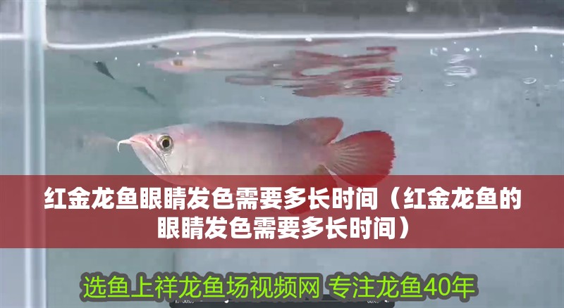紅金龍魚眼睛發色需要多長時間（紅金龍魚的眼睛發色需要多長時間）