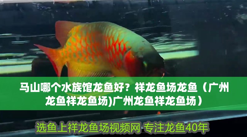 馬山哪個水族館龍魚好？祥龍魚場龍魚（廣州龍魚祥龍魚場)廣州龍魚祥龍魚場）