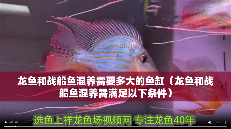 龍魚和戰船魚混養需要多大的魚缸（龍魚和戰船魚混養需滿足以下條件）