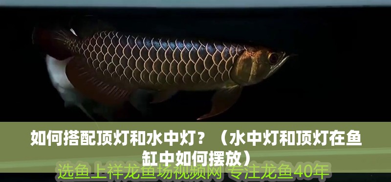 如何搭配頂燈和水中燈？（水中燈和頂燈在魚缸中如何擺放） 如何搭配頂燈和水中燈？（水中燈和頂燈在魚缸中如何擺放） 龍魚百科