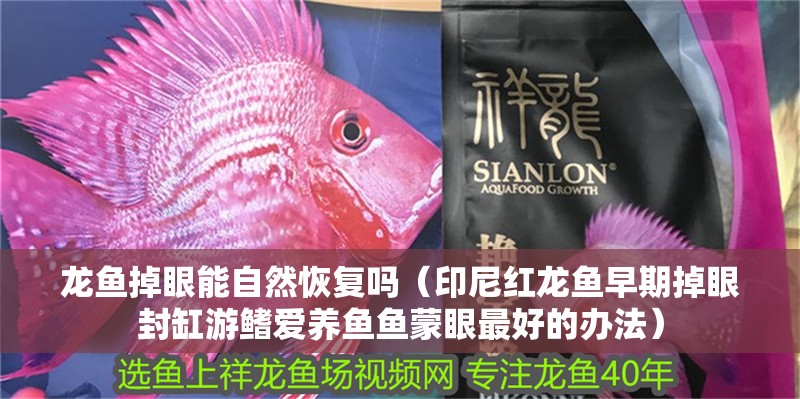 龍魚掉眼能自然恢復嗎（印尼紅龍魚早期掉眼封缸游鰭愛養魚魚蒙眼最好的辦法）