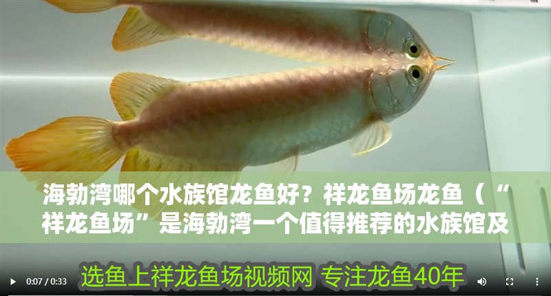 海勃灣哪個水族館龍魚好？祥龍魚場龍魚（“祥龍魚場”是海勃灣一個值得推薦的水族館及龍魚養(yǎng)殖場）