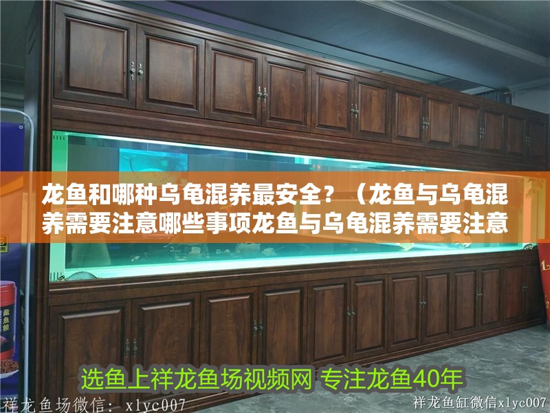 魚缸用增氧泵價格是多少:魚缸增氧機-xtrac增氧機-xtrac增氧機 龍魚和哪種烏龜混養最安全?(龍魚與烏龜混養需要注意哪些事項龍魚與烏龜混養需要注意哪些事項) 龍魚百科 龍魚和哪種烏龜混養最安全?(龍魚與烏龜混養需要注意哪些事項龍魚與烏龜混養需要注意哪些事項) 龍魚和哪種烏龜混養最安全?(龍魚與烏龜混養需要注意哪些事項龍魚與烏龜混養需要注意哪些事項) 龍魚百科