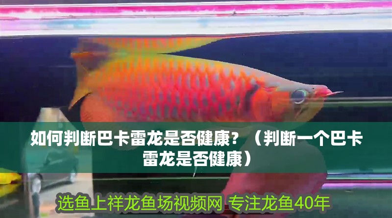 鸚鵡魚和銀龍魚混養(yǎng)怎樣喂食 如何判斷巴卡雷龍是否健康?(判斷一個巴卡雷龍是否健康) 龍魚百科 如何判斷巴卡雷龍是否健康?(判斷一個巴卡雷龍是否健康) 如何判斷巴卡雷龍是否健康?(判斷一個巴卡雷龍是否健康) 龍魚百科