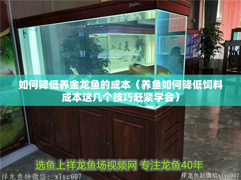 如何降低養金龍魚的成本（養魚如何降低飼料成本這幾個技巧趕緊學會）