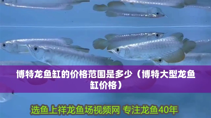 博特龍魚缸的價格范圍是多少（博特大型龍魚缸價格）