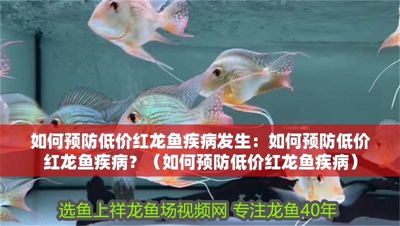 如何預防低價紅龍魚疾病發生：如何預防低價紅龍魚疾病？（如何預防低價紅龍魚疾病）