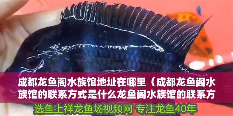 成都龍魚(yú)閣水族館地址在哪里（成都龍魚(yú)閣水族館的聯(lián)系方式是什么龍魚(yú)閣水族館的聯(lián)系方式是什么）