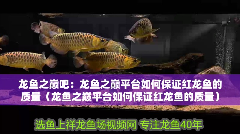 龍魚之巔吧：龍魚之巔平臺如何保證紅龍魚的質量（龍魚之巔平臺如何保證紅龍魚的質量）