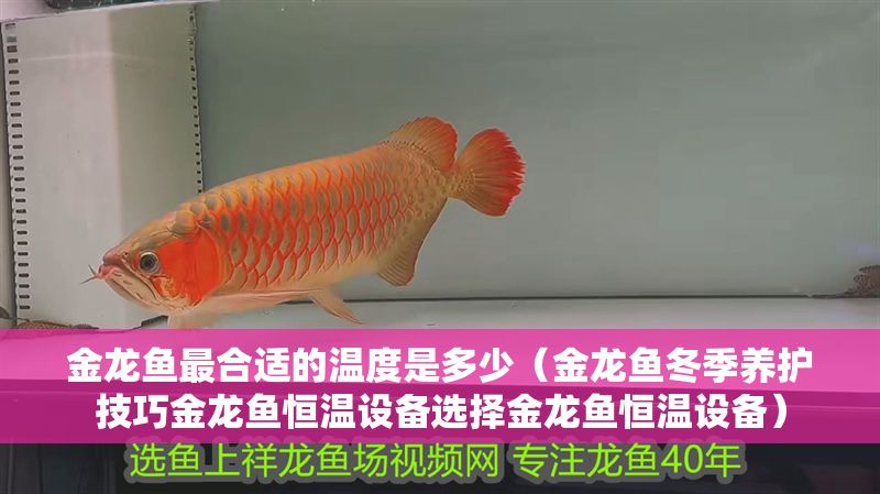 金龍魚最合適的溫度是多少（金龍魚冬季養(yǎng)護(hù)技巧金龍魚恒溫設(shè)備選擇金龍魚恒溫設(shè)備） 金龍魚最合適的溫度是多少（金龍魚冬季養(yǎng)護(hù)技巧金龍魚恒溫設(shè)備選擇金龍魚恒溫設(shè)備） 龍魚百科 第2張