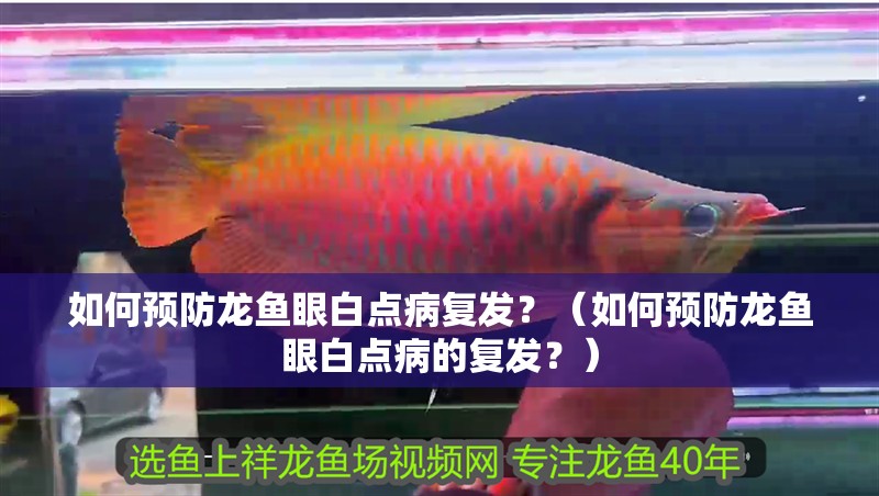 如何預防龍魚眼白點病復發？（如何預防龍魚眼白點病的復發？） 如何預防龍魚眼白點病復發？（如何預防龍魚眼白點病的復發？） 龍魚百科