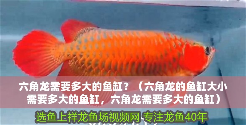 六角龍需要多大的魚缸？（六角龍的魚缸大小需要多大的魚缸，六角龍需要多大的魚缸）