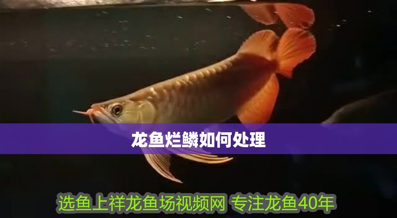 龍魚爛鱗如何處理
