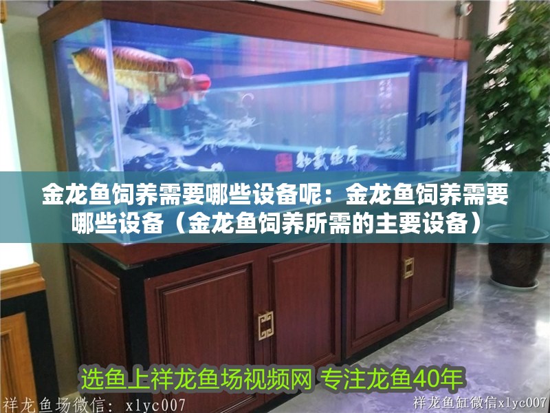 金龍魚飼養需要哪些設備呢：金龍魚飼養需要哪些設備（金龍魚飼養所需的主要設備） 金龍魚飼養需要哪些設備呢：金龍魚飼養需要哪些設備（金龍魚飼養所需的主要設備） 水族問答