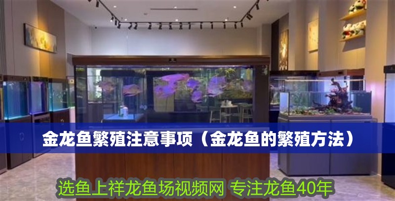 金龍魚繁殖注意事項（金龍魚的繁殖方法）