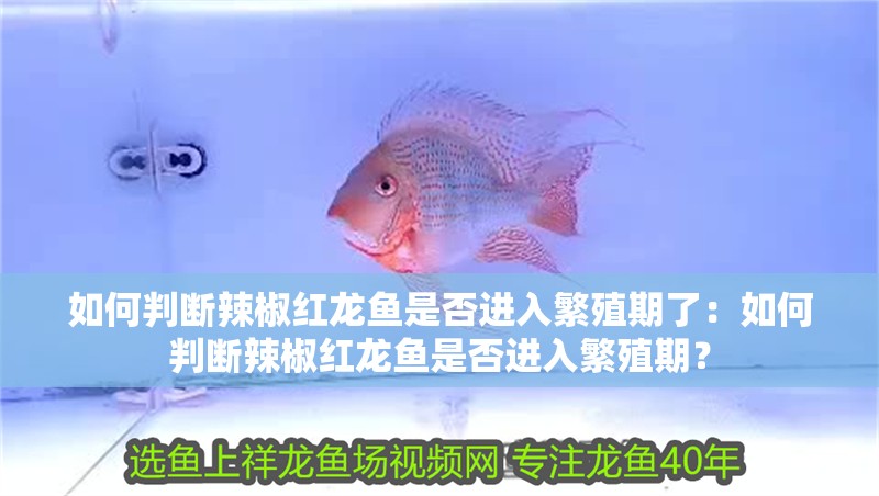 如何判斷辣椒紅龍魚(yú)是否進(jìn)入繁殖期了：如何判斷辣椒紅龍魚(yú)是否進(jìn)入繁殖期？