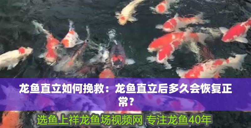 龍魚直立如何挽救：龍魚直立后多久會恢復(fù)正常？ 龍魚直立如何挽救：龍魚直立后多久會恢復(fù)正常？ 水族問答