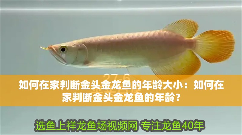如何在家判斷金頭金龍魚的年齡大小：如何在家判斷金頭金龍魚的年齡？