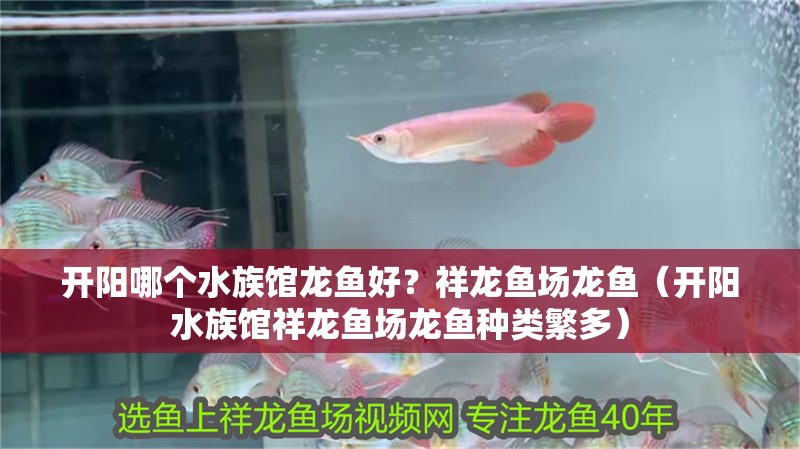 開陽哪個水族館龍魚好？祥龍魚場龍魚（開陽水族館祥龍魚場龍魚種類繁多）