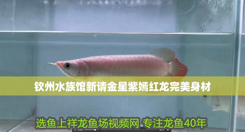 欽州水族館新請金星紫嫣紅龍完美身材