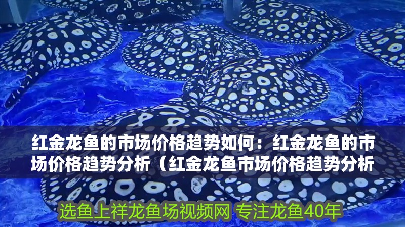 紅金龍魚的市場價格趨勢如何：紅金龍魚的市場價格趨勢分析（紅金龍魚市場價格趨勢分析）