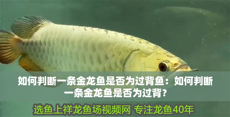 如何判斷一條金龍魚是否為過背魚：如何判斷一條金龍魚是否為過背？
