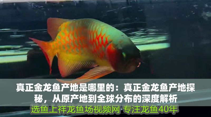真正金龍魚產地是哪里的：真正金龍魚產地探秘，從原產地到全球分布的深度解析
