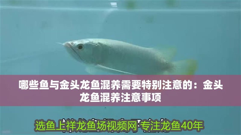 哪些魚與金頭龍魚混養需要特別注意的：金頭龍魚混養注意事項 哪些魚與金頭龍魚混養需要特別注意的：金頭龍魚混養注意事項 水族問答