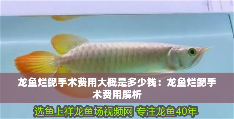 龍魚爛鰓手術(shù)費(fèi)用大概是多少錢：龍魚爛鰓手術(shù)費(fèi)用解析