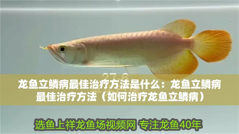 龍魚立鱗病最佳治療方法是什么：龍魚立鱗病最佳治療方法（如何治療龍魚立鱗病）