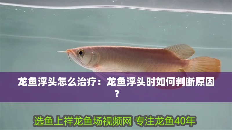 龍魚浮頭怎么治療：龍魚浮頭時如何判斷原因？