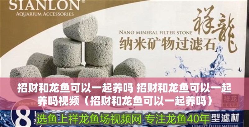 招財和龍魚可以一起養嗎 招財和龍魚可以一起養嗎視頻（招財和龍魚可以一起養嗎）