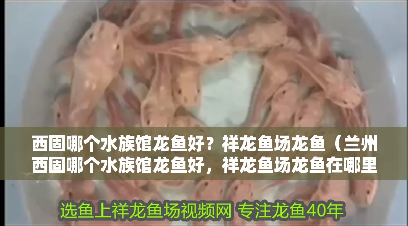 <strong><mark>西固</mark></strong>哪個(gè)水族館龍魚(yú)好？祥龍魚(yú)場(chǎng)龍魚(yú)（蘭州<strong><mark>西固</mark></strong>哪個(gè)水族館龍魚(yú)好，祥龍魚(yú)場(chǎng)龍魚(yú)在哪里）
