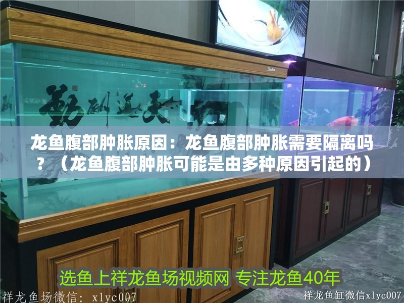 龍魚腹部腫脹原因：龍魚腹部腫脹需要隔離嗎？（龍魚腹部腫脹可能是由多種原因引起的）