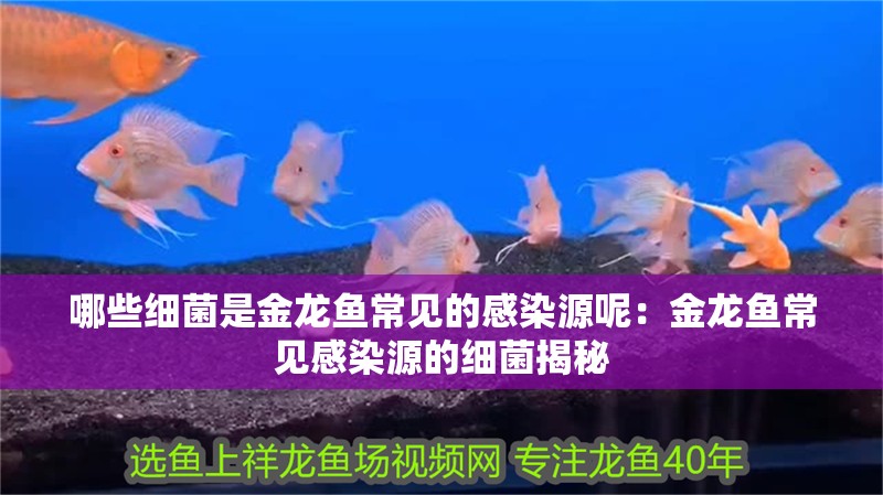 哪些細(xì)菌是金龍魚(yú)常見(jiàn)的感染源呢：金龍魚(yú)常見(jiàn)感染源的細(xì)菌揭秘
