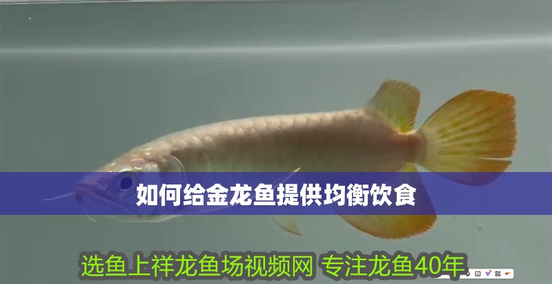 如何給金龍魚提供均衡飲食