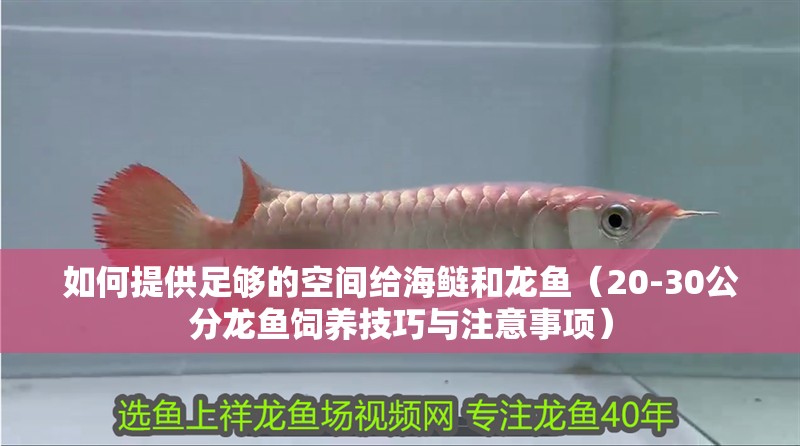 如何提供足夠的空間給海鰱和龍魚（20-30公分龍魚飼養技巧與注意事項）