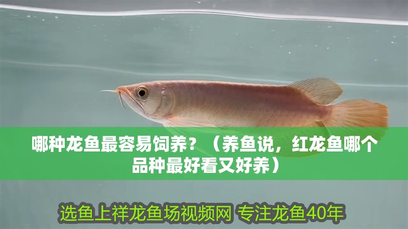 哪種龍魚最容易飼養？（養魚說，紅龍魚哪個品種最好看又好養）
