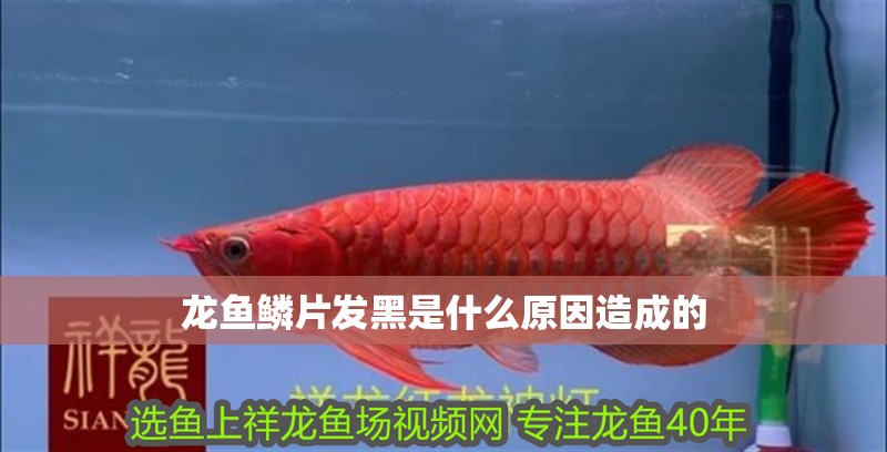 龍魚鱗片發(fā)黑是什么原因造成的