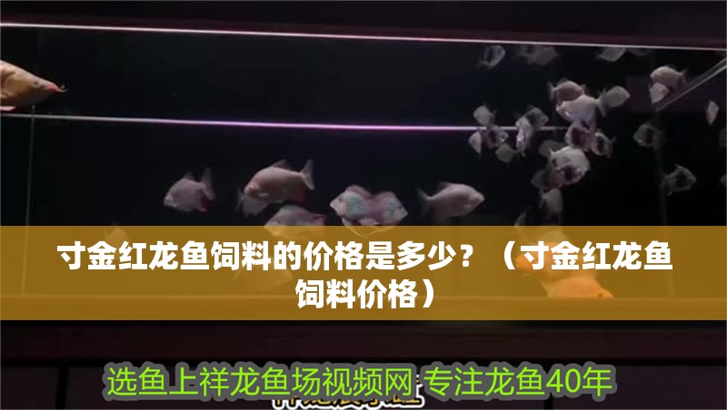 寸金紅龍魚飼料的價格是多少？（寸金紅龍魚飼料價格）