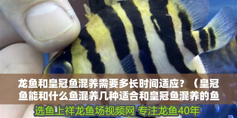 龍魚和皇冠魚混養需要多長時間適應？（皇冠魚能和什么魚混養幾種適合和皇冠魚混養的魚介紹！） 龍魚和皇冠魚混養需要多長時間適應？（皇冠魚能和什么魚混養幾種適合和皇冠魚混養的魚介紹！） 龍魚百科