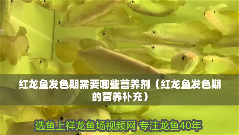 紅龍魚發(fā)色期需要哪些營養(yǎng)劑（紅龍魚發(fā)色期的營養(yǎng)補(bǔ)充） 紅龍魚發(fā)色期需要哪些營養(yǎng)劑（紅龍魚發(fā)色期的營養(yǎng)補(bǔ)充） 龍魚百科