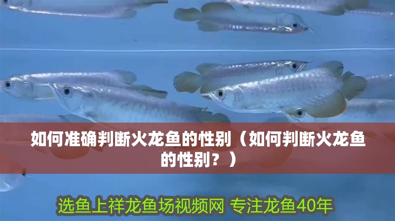 什么魚能和龍魚、虎魚混養(龍魚能和虎魚混養嗎) 如何準確判斷火龍魚的性別(如何判斷火龍魚的性別?) 龍魚百科 如何準確判斷火龍魚的性別(如何判斷火龍魚的性別?) 如何準確判斷火龍魚的性別(如何判斷火龍魚的性別?) 龍魚百科