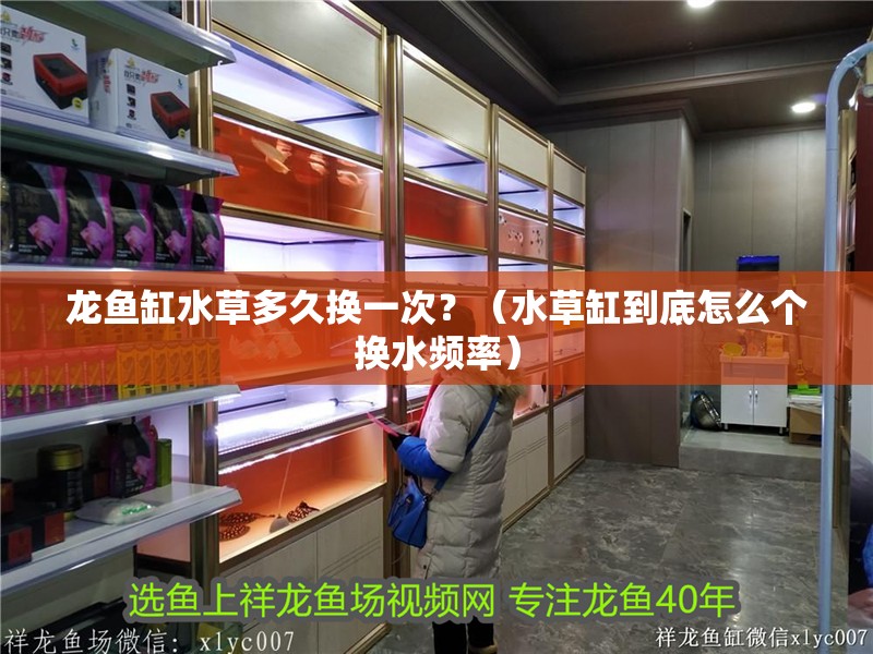 龍魚缸水草多久換一次？（水草缸到底怎么個換水頻率） 龍魚缸水草多久換一次？（水草缸到底怎么個換水頻率） 龍魚百科