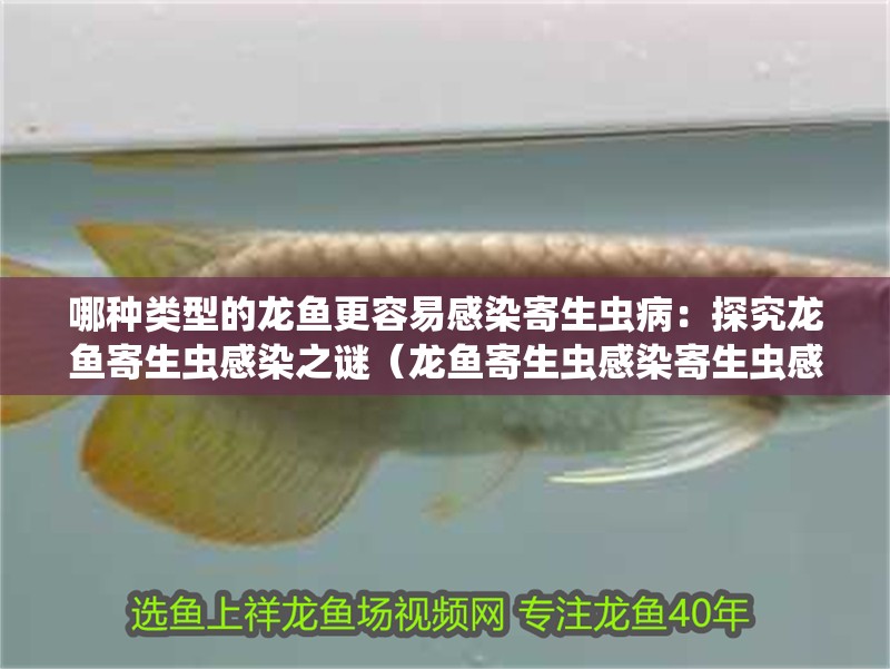 哪種類型的龍魚(yú)更容易感染寄生蟲(chóng)病：探究龍魚(yú)寄生蟲(chóng)感染之謎（龍魚(yú)寄生蟲(chóng)感染寄生蟲(chóng)感染寄生蟲(chóng)的原因及預(yù)防措施）