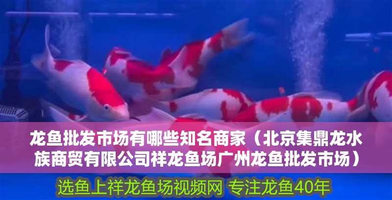 龍魚批發市場有哪些知名商家（北京集鼎龍水族商貿有限公司祥龍魚場廣州龍魚批發市場）
