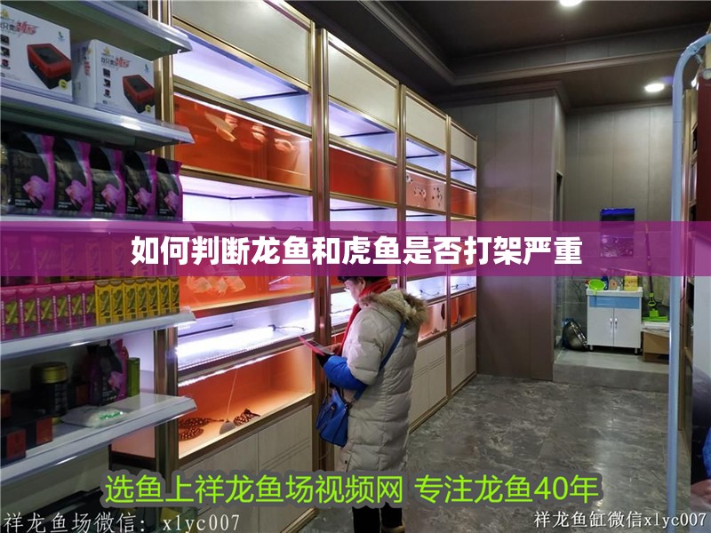 如何判斷龍魚和虎魚是否打架嚴重