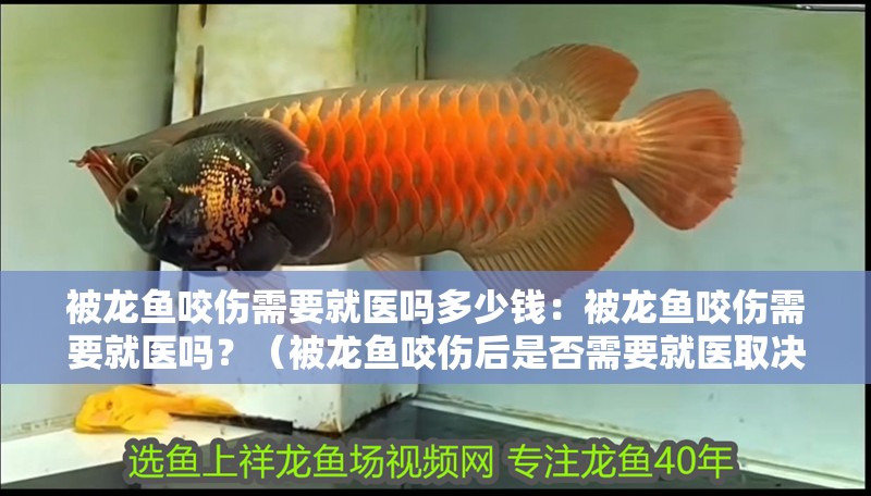 被龍魚咬傷需要就醫嗎多少錢：被龍魚咬傷需要就醫嗎？（被龍魚咬傷后是否需要就醫取決于傷口的嚴重程度）